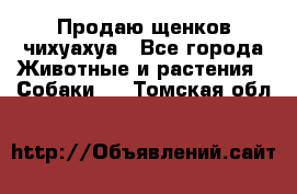 Продаю щенков чихуахуа - Все города Животные и растения » Собаки   . Томская обл.